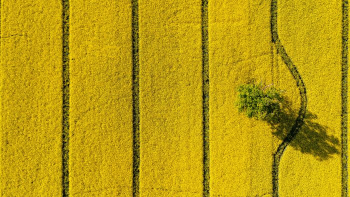 Innovation Corner: Agri-food