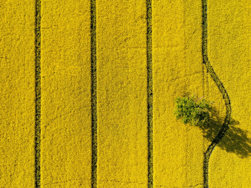 Ein gelbes Feld von oben mit einem Baum in der Mitte: 
