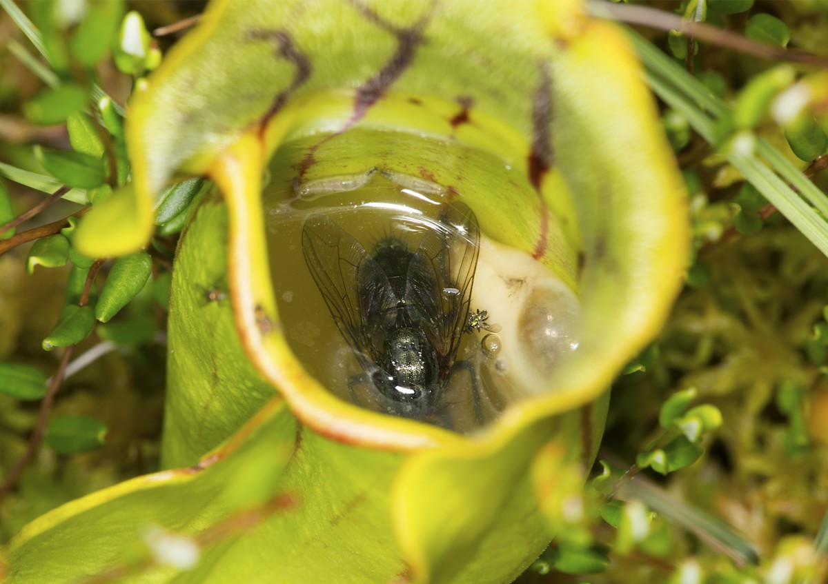 Die Nepenthes rajah ist eine fleischfressende Pflanze. Ihre Kannen gehören zu den größten aller Kannenpflanzen, wodurch sie nicht nur Insekten, sondern auch größere Tiere fangen und verdauen kann: Die Nepenthes rajah ist eine fleischfressende Pflanze. Ihre Kannen gehören zu den größten aller Kannenpflanzen, wodurch sie nicht nur Insekten, sondern auch größere Tiere fangen und verdauen kann