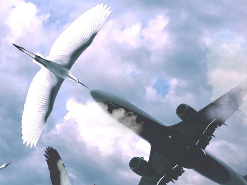 BioInspiration, vorläufiges Sujetbild
Vogel und Flugzeug