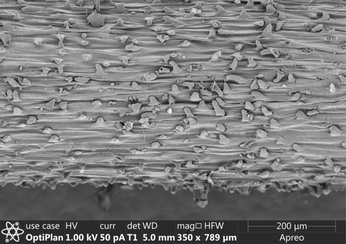 Mikrostrukturierte Oberfläche eines Kaktusstachels unter dem Elektronenmikroskop.: Mikrostrukturierte Oberfläche eines Kaktusstachels unter dem Elektronenmikroskop