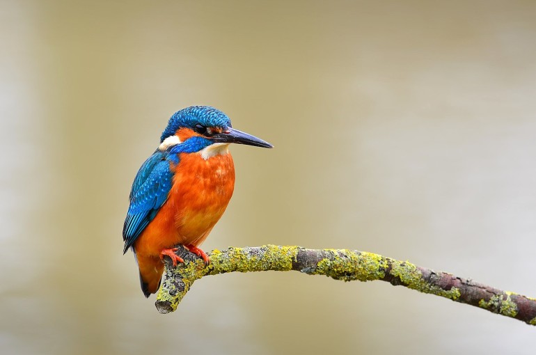 Europäischer Eisvogel (Alcedo atthis ispida): Namensgeber für das Grazer Studierendenprojekt zur „European Rocketry Challenge“ 2025: Europäischer Eisvogel (Alcedo atthis ispida): Namensgeber für das Grazer Studierendenprojekt zur „European Rocketry Challenge“ 2025