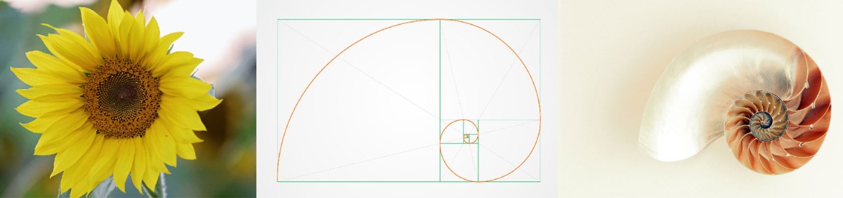 Der Goldene Schnitt begegnet uns in der Natur auf unterschiedlichste Art: Der Goldene Schnitt begegnet uns in der Natur auf unterschiedlichste Art
