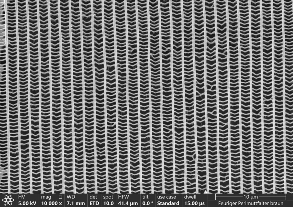 Rasterelektronenmikroskopische Aufnahme einer braunen Schuppe des Perlmuttfalters. Der Skalierungsbalken ist 10 µm lang. Der Durchmesser eines menschlichen Haares beträgt ca. 70 µm: Rasterelektronenmikroskopische Aufnahme einer braunen Schuppe des Perlmuttfalters. Der Skalierungsbalken ist 10 µm lang. Der Durchmesser eines menschlichen Haares beträgt ca. 70 µm