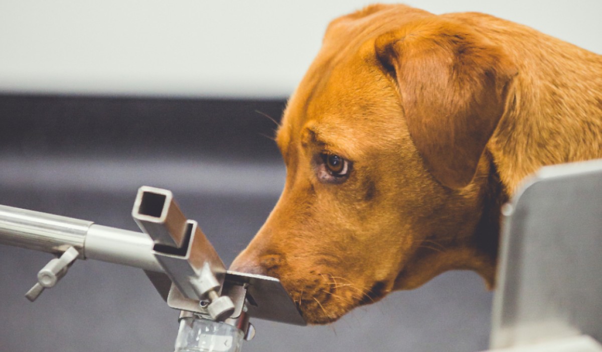 : Spürhund Florin schnüffelt an einer Probe