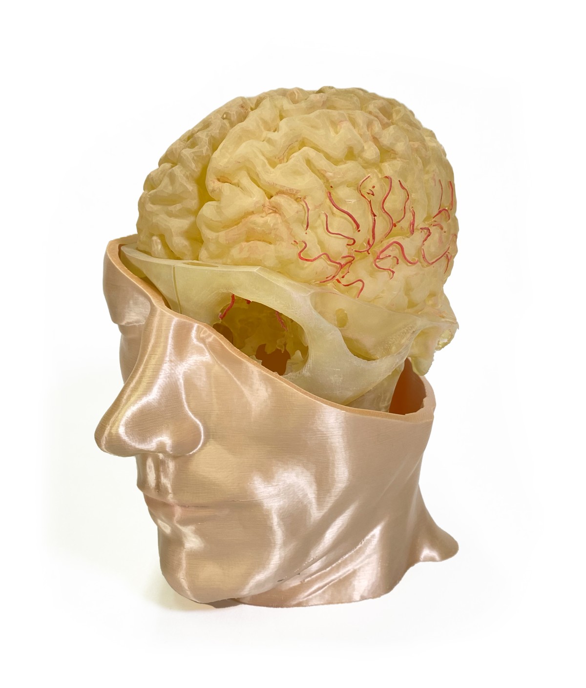 Schnittmodell eines menschlichen Kopfes mit sichtbarem Schädel, Gehirn und rot eingefärbten Blutgefäßen