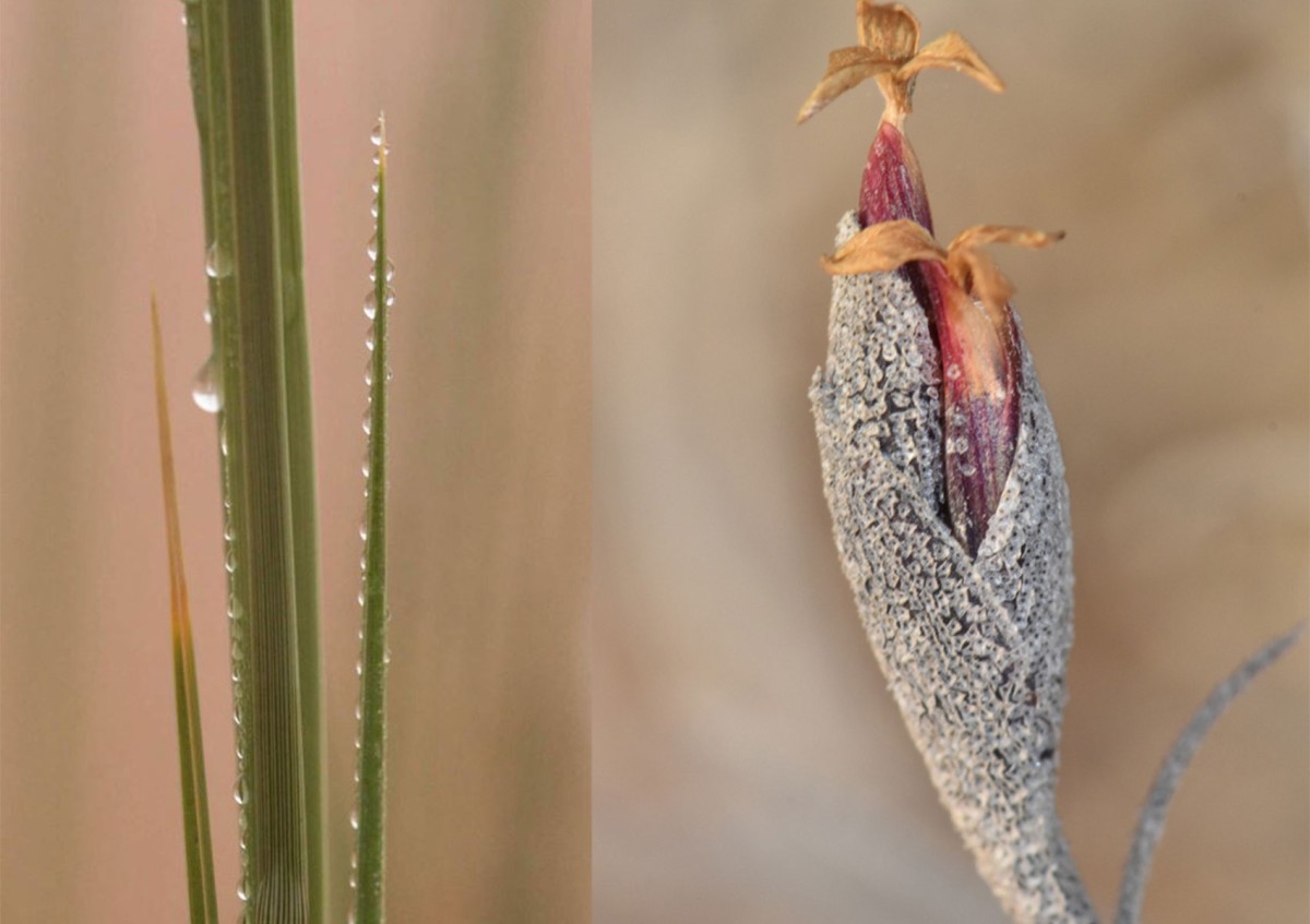 Spezialoberflächen ermöglichen die Nebelernte im Wüstengras (Namib-Wüste) und in den Tillandsien (Atacama-Wüste): Spezialoberflächen ermöglichen die Nebelernte im Wüstengras (Namib-Wüste) und in den Tillandsien (Atacama-Wüste)