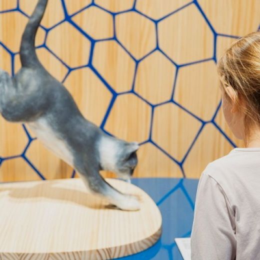 It’s all just stolen? Ideas of biomimicry