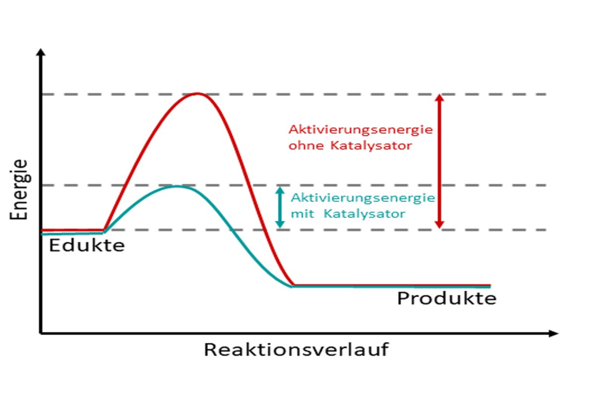 Grafische Erläuterung der katalytischen Herabsetzung der Aktivierungsenergie – die absoluten Werte der Energien von Edukten, also Ausgangsstoffen, und Produkten unterscheiden sich nicht, sondern es nimmt ausschließlich die Höhe der Barriere dazwischen ab : Grafische Erläuterung der katalytischen Herabsetzung der Aktivierungsenergie – die absoluten Werte der Energien von Edukten, also Ausgangsstoffen, und Produkten unterscheiden sich nicht, sondern es nimmt ausschließlich die Höhe der Barriere dazwischen ab 