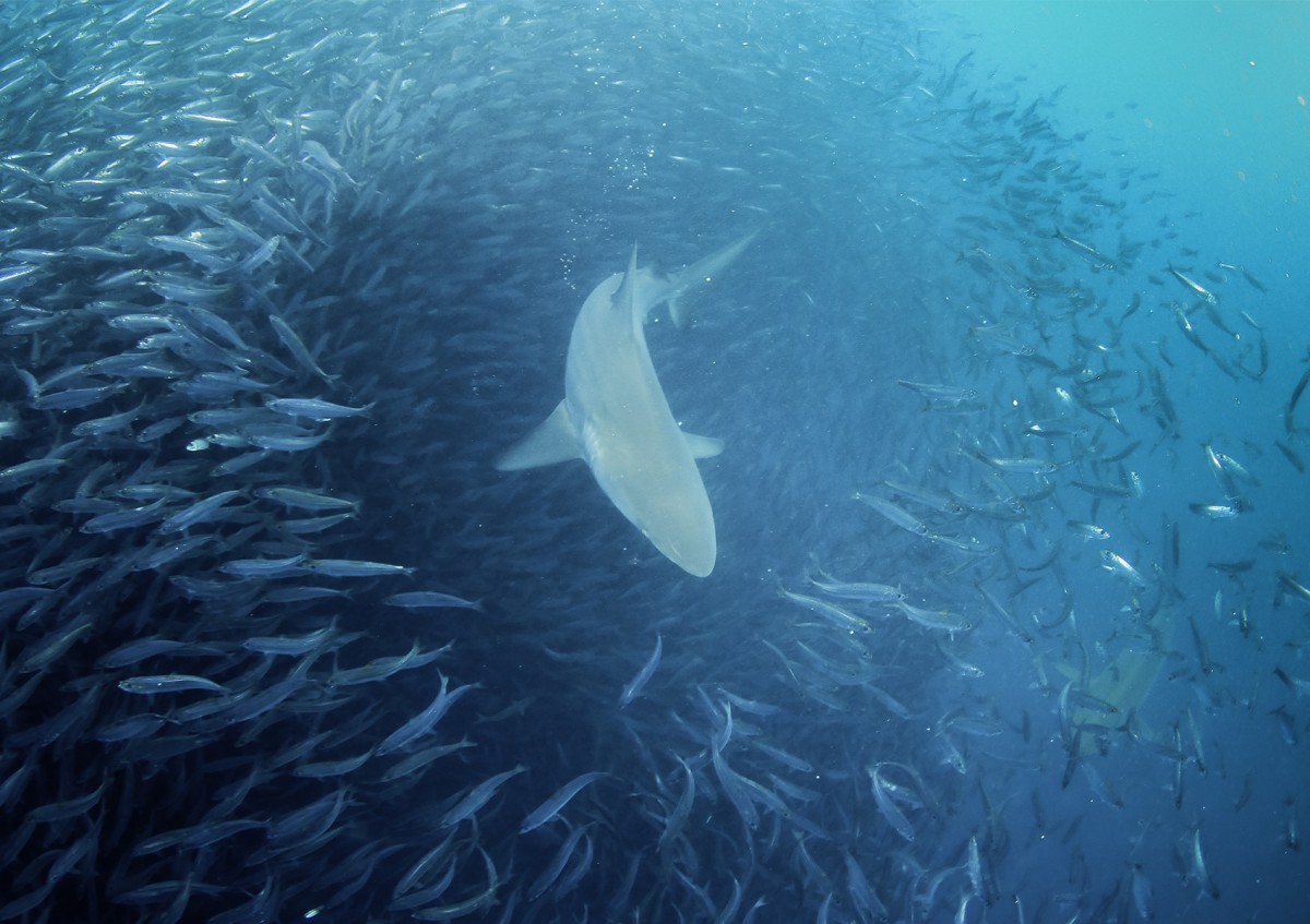 Ein Hai im Meer, umringt von einem Schwarm Sardinen: Ein gewaltiges Naturereignis: Jährlich tauchen vor der Küste Südafrikas riesige Mengen Sardinen auf