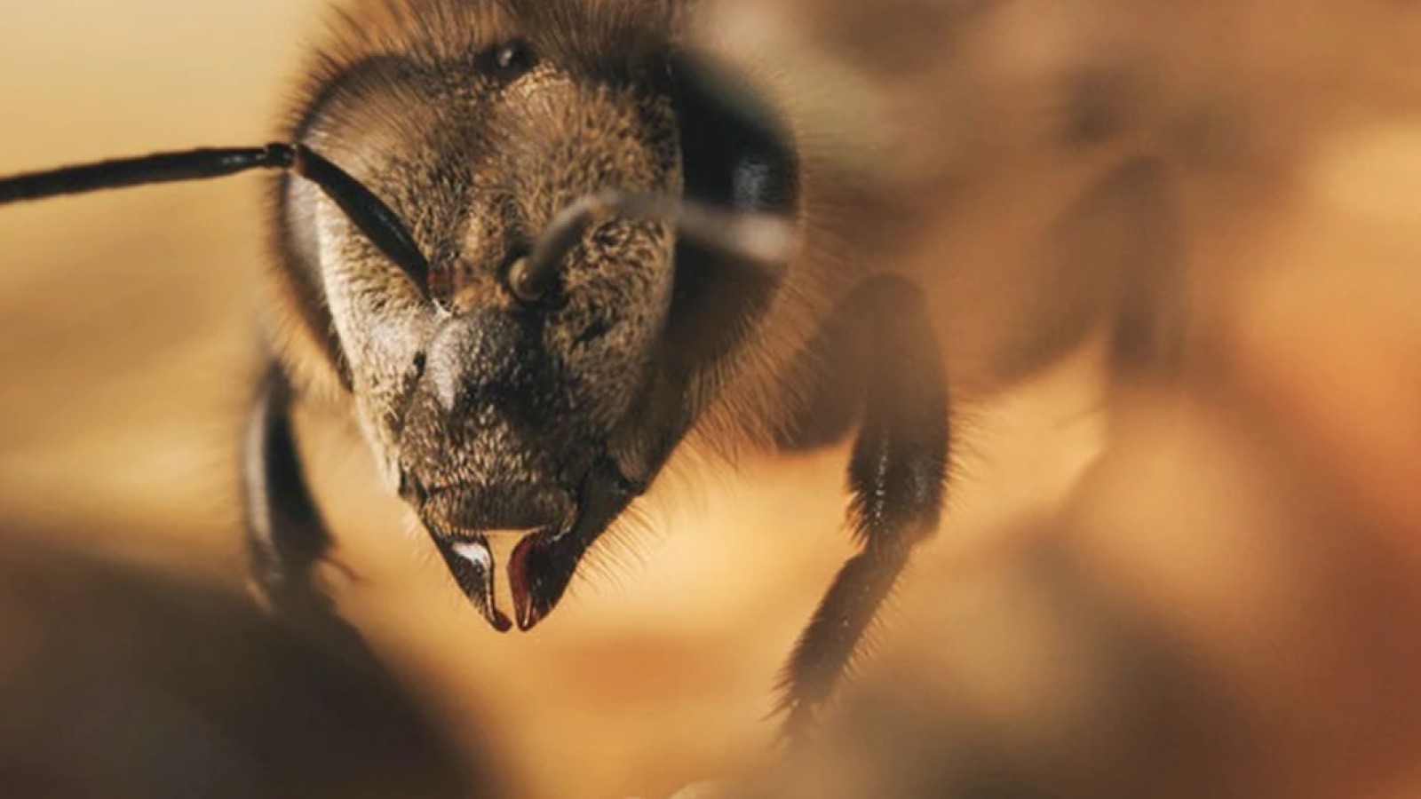 Natürliche Insektenabwehr