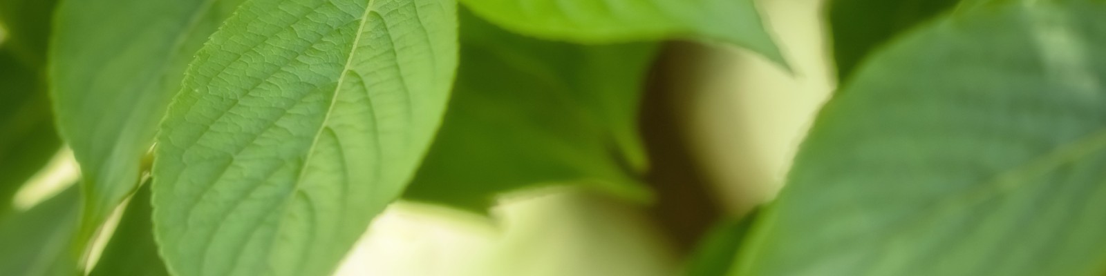 Blätter Grüne Blätter
