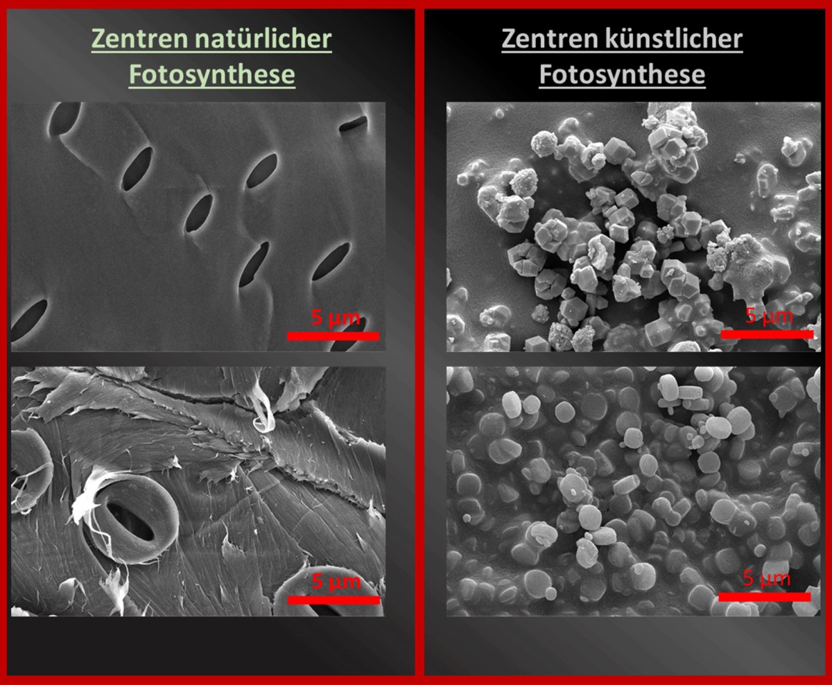 Rasterelektronenmikroskopische Aufnahmen von Zentren der natürlichen und künstlichen Katalyse: A – Spaltöffnungen zweier unterschiedlicher heimischen Pflanzen, durch die das für die Fotosynthese nötige Gasgemisch in die Pflanze strömt; B – Unterschiedliche künstlich geschaffene Nanopartikel mit katalytischen Eigenschaften für die fotochemische Wasserspaltung; die offensichtlichste Gemeinsamkeit dieser Aufnahmen besteht in der ähnlichen Größe der funktionsgebenden Komponenten; Vergrößerung 20.000-fach: Rasterelektronenmikroskopische Aufnahmen von Zentren der natürlichen und künstlichen Katalyse: A – Spaltöffnungen zweier unterschiedlicher heimischen Pflanzen, durch die das für die Fotosynthese nötige Gasgemisch in die Pflanze strömt; B – Unterschiedliche künstlich geschaffene Nanopartikel mit katalytischen Eigenschaften für die fotochemische Wasserspaltung; die offensichtlichste Gemeinsamkeit dieser Aufnahmen besteht in der ähnlichen Größe der funktionsgebenden Komponenten; Vergrößerung 20.000-fach