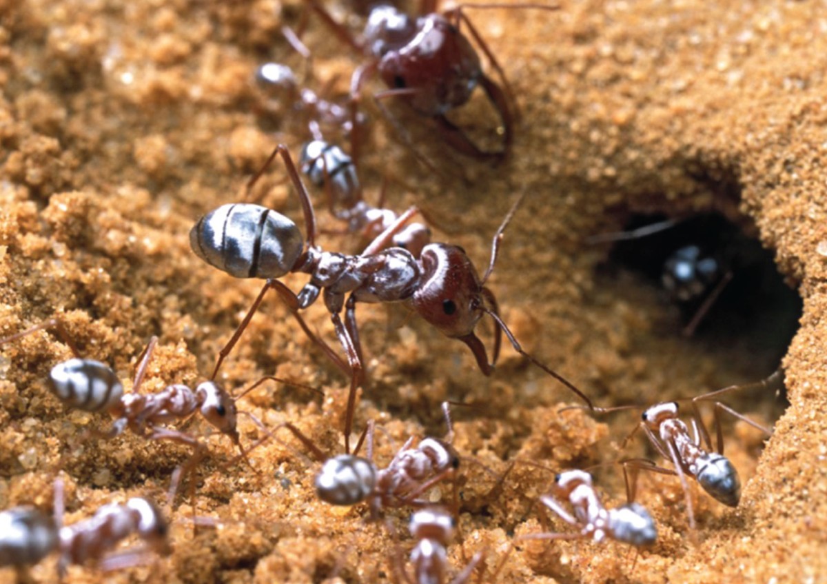 Silberameisen am Eingang ihres Nestes: Silberameisen am Eingang ihres Nestes