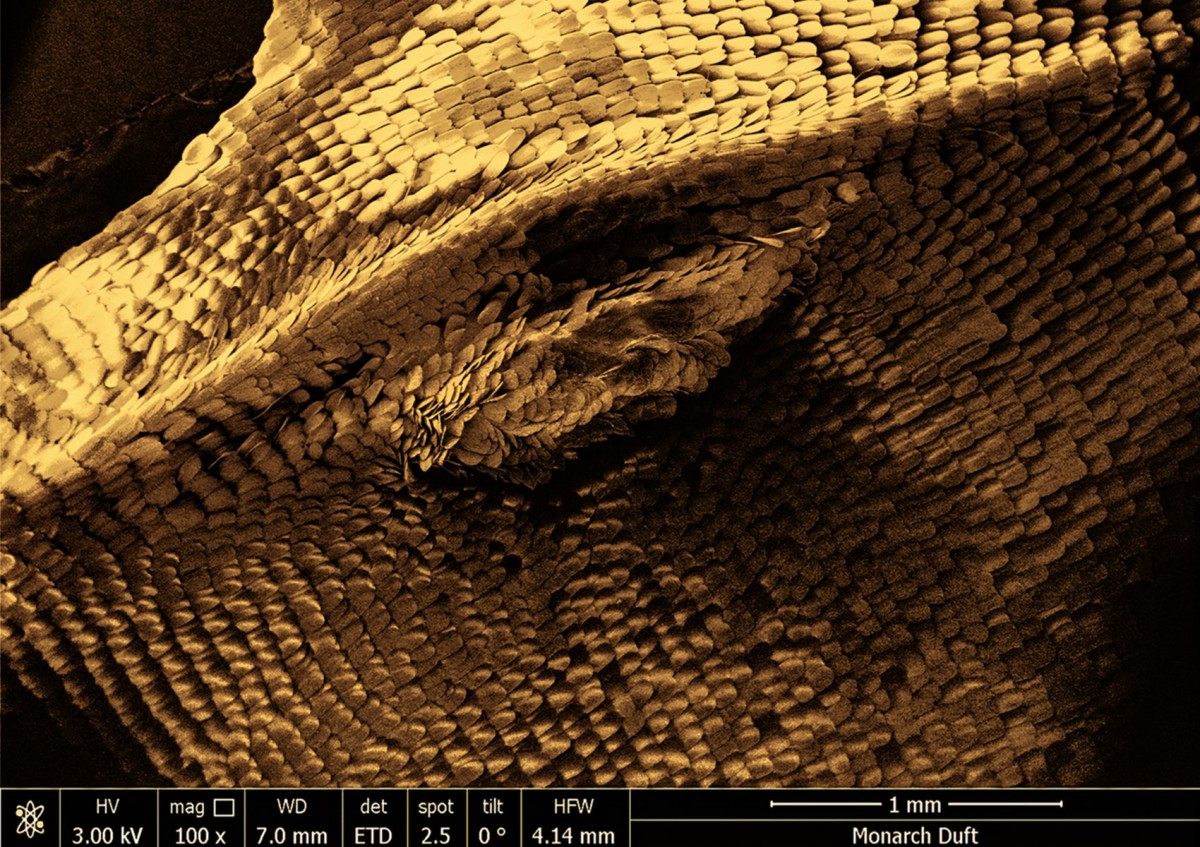 Was hier auf den ersten Blick wie ein Drachenauge aussieht, ist ein mikroskopischer Blick auf einen Schmetterlingsflügel. Die einzelnen Schuppen sind im Allgemeinen wohlgeordnet, die Duftschuppen jedoch (das Auge des Drachens) zeigen in alle Richtungen. Kolorierung: Sebastian Karl: Was hier auf den ersten Blick wie ein Drachenauge aussieht, ist ein mikroskopischer Blick auf einen Schmetterlingsflügel. Die einzelnen Schuppen sind im Allgemeinen wohlgeordnet, die Duftschuppen jedoch (das Auge des Drachens) zeigen in alle Richtungen. Kolorierung: Sebastian Karl