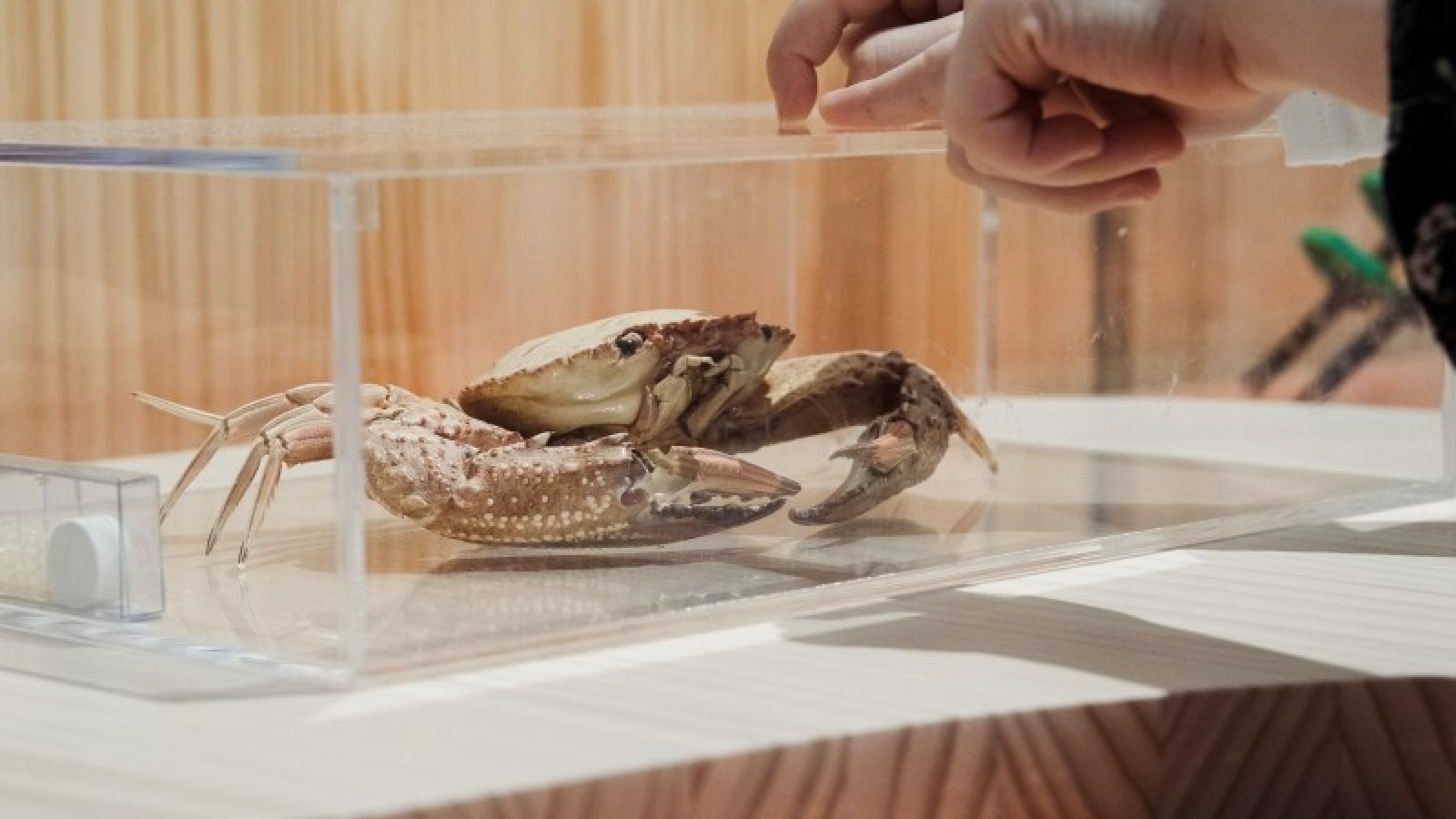 Krabbe in Vitrine in der Ausstellung BioInspiration: 