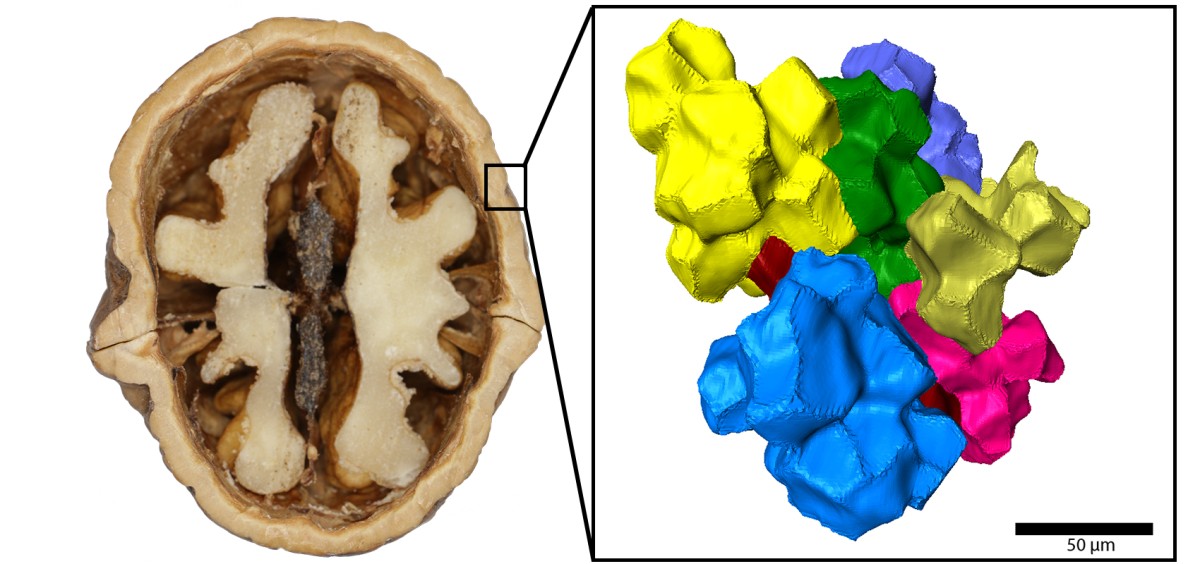 Die Walnuss besitzt Zellen, die wie ein 3D-Puzzle ineinandergreifen (3D-Rekonstruktion), was die Nussschale besonders druckresistent macht: Die Walnuss besitzt Zellen, die wie ein 3D-Puzzle ineinandergreifen (3D-Rekonstruktion), was die Nussschale besonders druckresistent macht