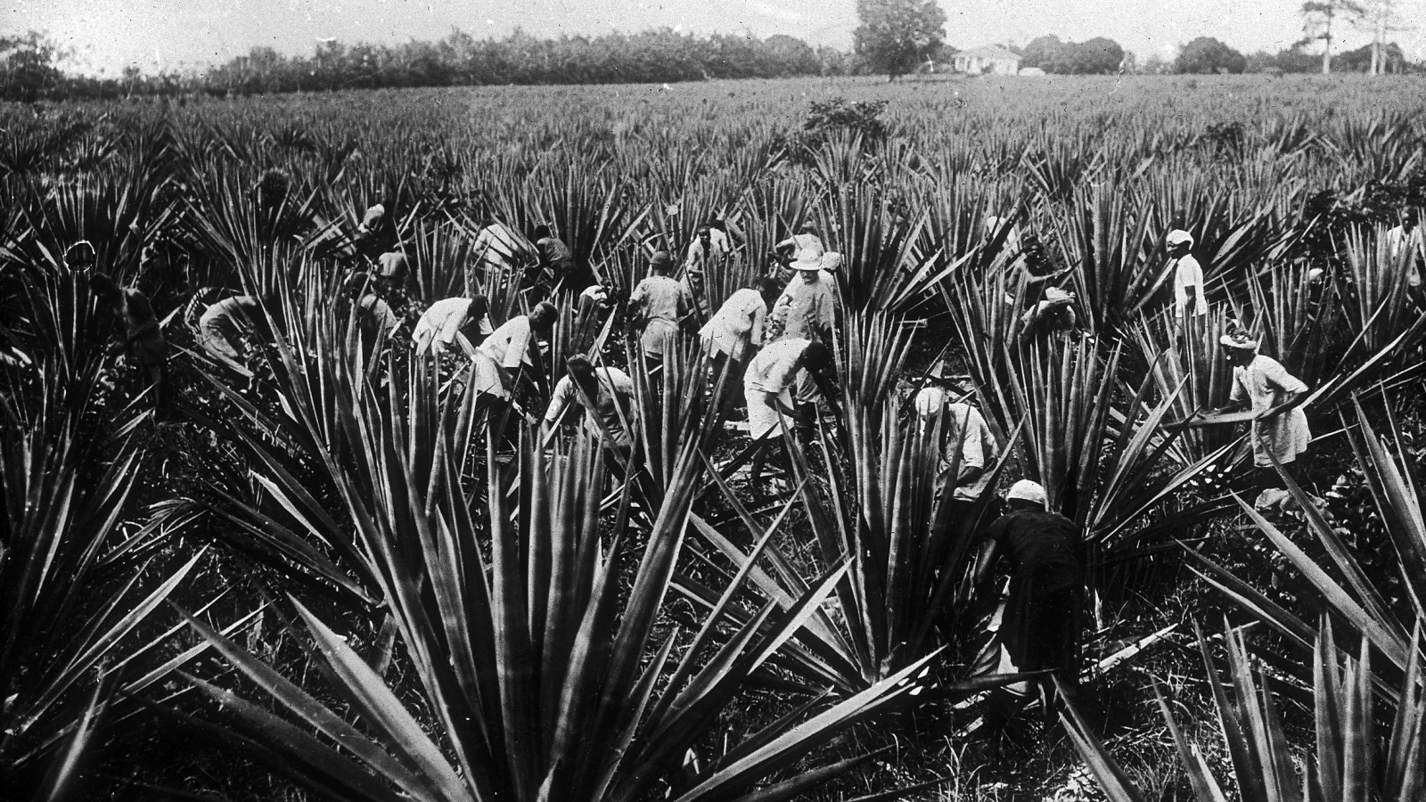 Blatt- und Fruchtfasern: Sisalpflanzung im ehem. Deutsch-Ost-Afrika 