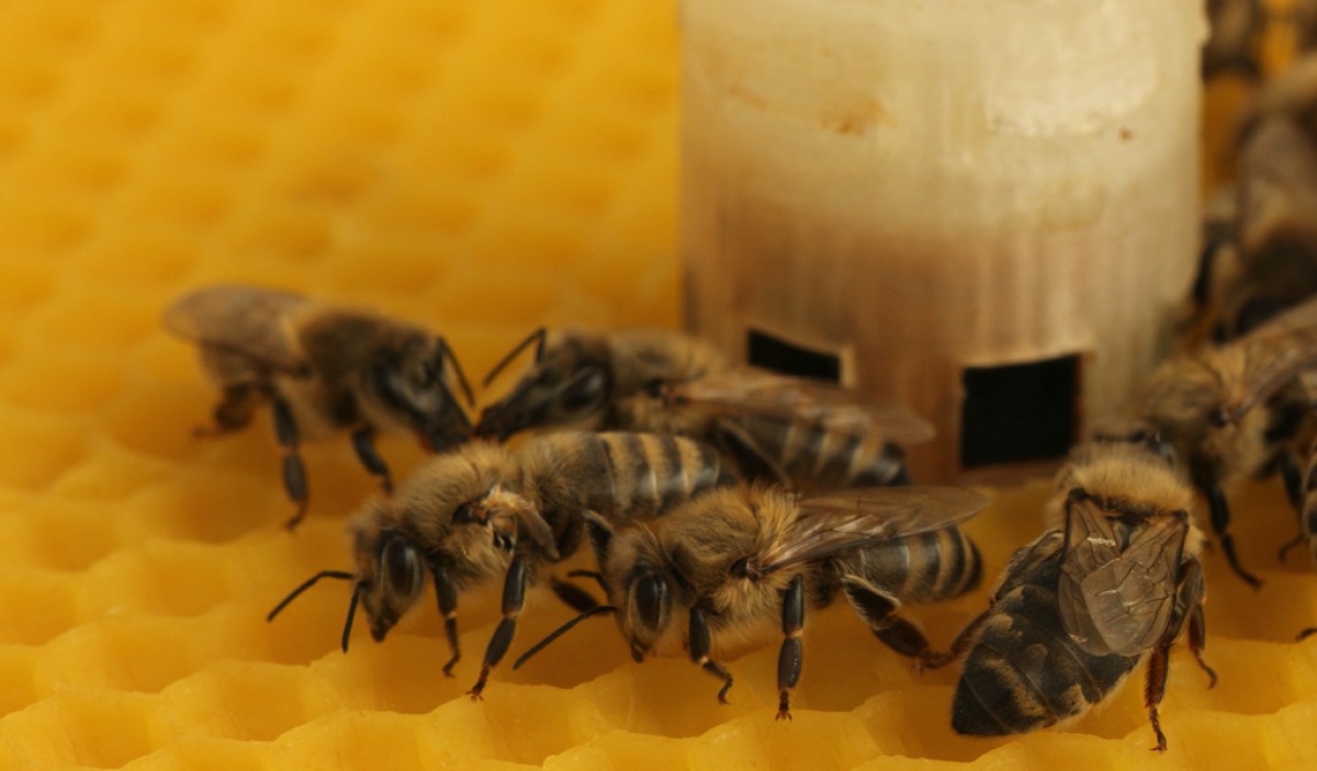 Fällt ein Kälteeinbruch herein, sammeln sich die Bienen um die warme „künstliche“ Wärmequelle.: Fällt ein Kälteeinbruch herein, sammeln sich die Bienen um die warme „künstliche“ Wärmequelle
