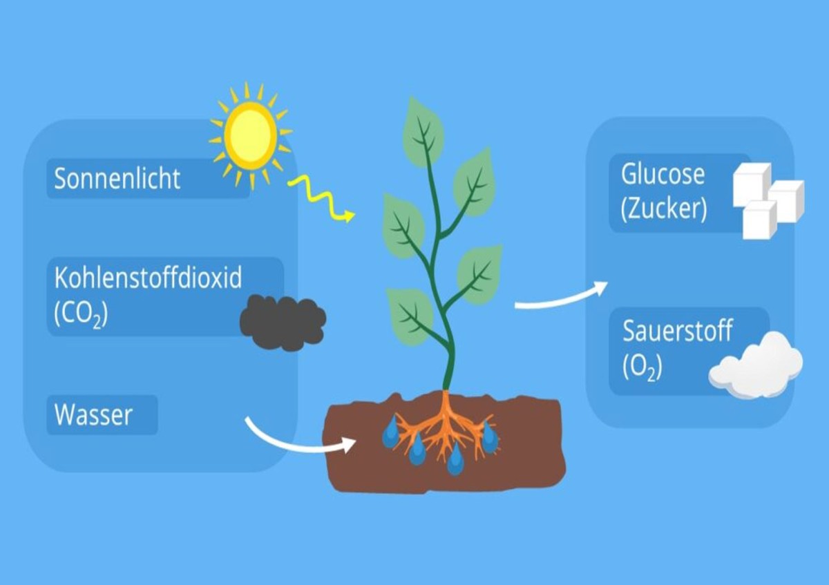 Schematische Darstellung der Fotosynthese – mithilfe von Sonnenenergie wandelt die Pflanze in ihren Chloroplasten die simplen Moleküle Wasser und Kohlenstoffdioxid in Sauerstoff und komplexe Zuckermoleküle um und schafft damit die Grundlage höheren Lebens: Schematische Darstellung der Fotosynthese – mithilfe von Sonnenenergie wandelt die Pflanze in ihren Chloroplasten die simplen Moleküle Wasser und Kohlenstoffdioxid in Sauerstoff und komplexe Zuckermoleküle um und schafft damit die Grundlage höheren Lebens
