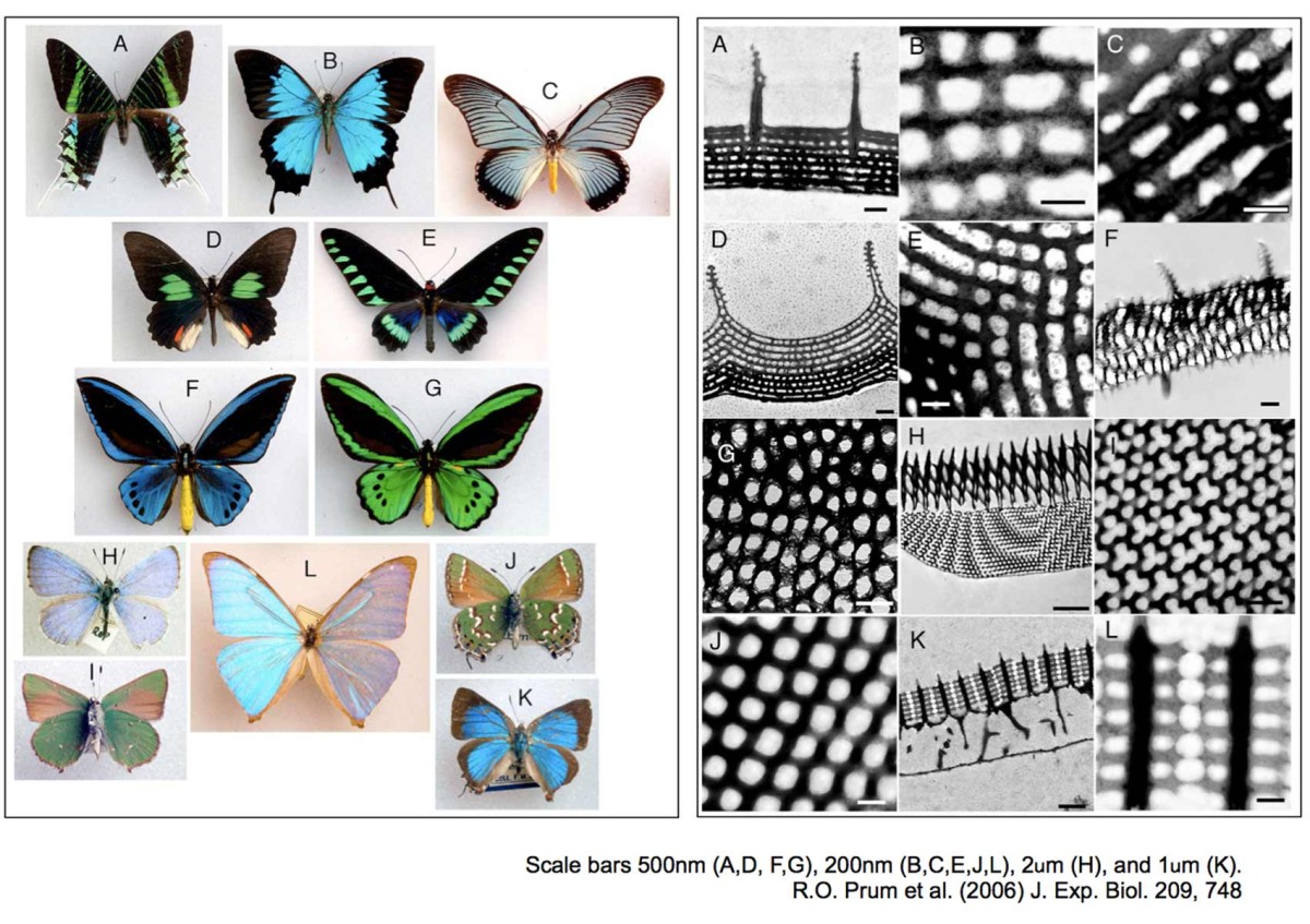 Beispiele von Schmetterlingen (links), in denen die Farbeffekte ganz oder teilweise durch kleinste Strukturen (rechts) hervorgerufen werden: Beispiele von Schmetterlingen (links), in denen die Farbeffekte ganz oder teilweise durch kleinste Strukturen (rechts) hervorgerufen werden