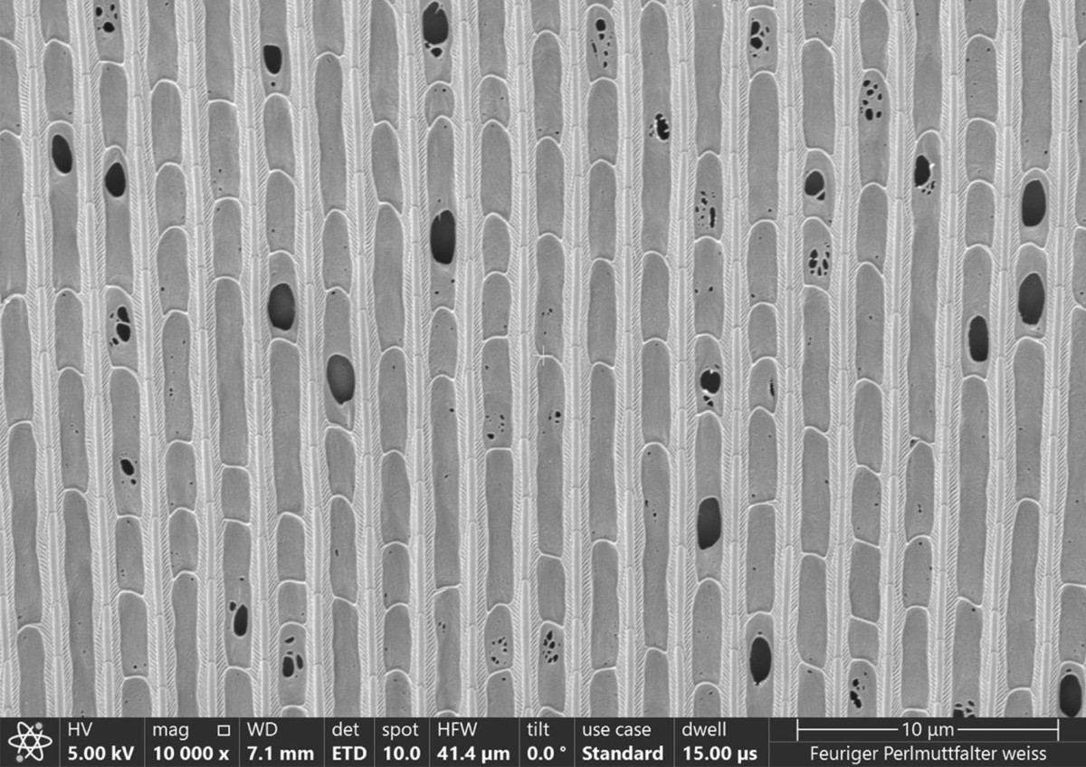 Rasterelektronenmikroskopische Aufnahme einer silbern schillernden Schuppe des Perlmuttfalters. Skalierungsbalken 10 &#181;m: Rasterelektronenmikroskopische Aufnahme einer silbern schillernden Schuppe des Perlmuttfalters. Skalierungsbalken 10 &#181;m