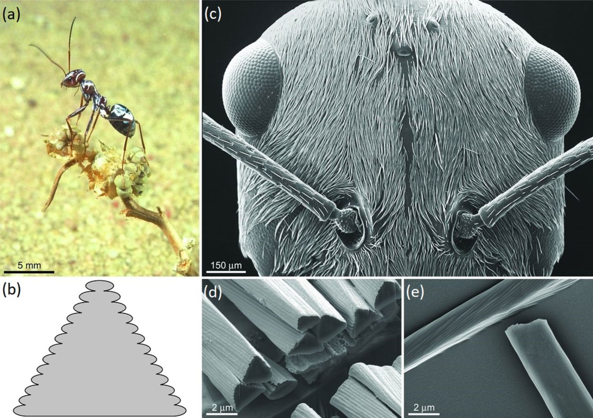 Eine Silberameise unter dem Elektronenmikroskop und eine Skizze des Querschnitts eines Chitin-Härchens: Eine Silberameise unter dem Elektronenmikroskop und eine Skizze des Querschnitts eines Chitin-Härchens