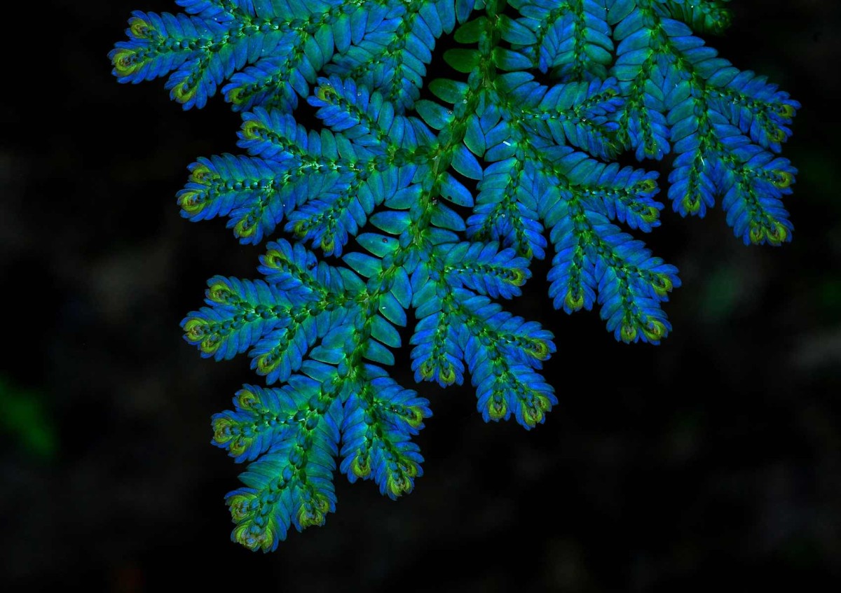 Pfauenmoosfarn (Selaginella willdenowii): Pfauenmoosfarn (Selaginella willdenowii)