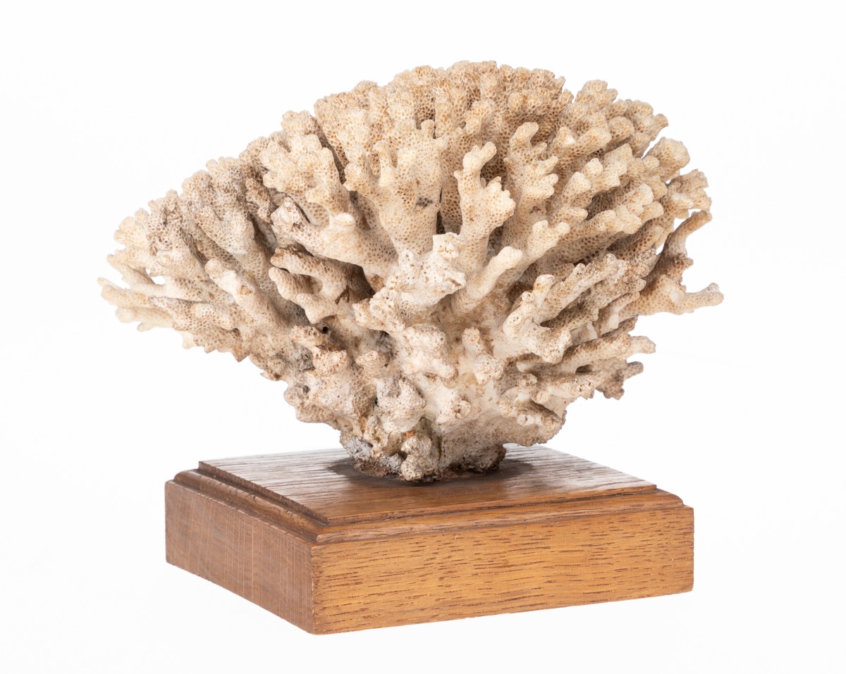 Korallenskelett der Gattung Pocillopora aus Australien