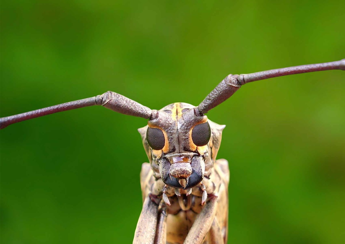 Bockkäfer (Batocera hercules) aus dem indonesischen Borneo: Bockkäfer (Batocera hercules) aus dem indonesischen Borneo