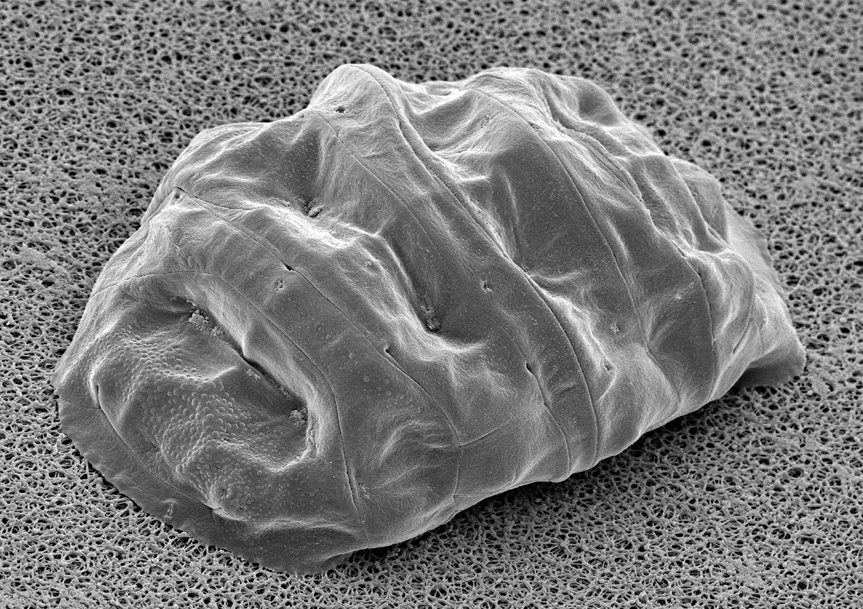 Rasterelektronenmikroskopische Aufnahme eines anhydrobiotischen Bärtierchens (im Tönnchenstadium) der Bärterichenart Parmacrobiotus palaui 